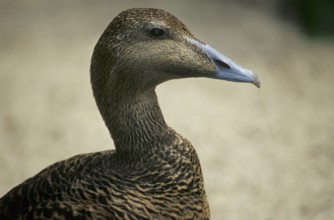 Eider duck (Somateria mullissima)