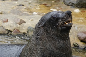 Cape fur seal (Arctocephalus pusillus pusillus)