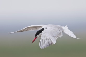 Common Tern (Sterna hirundo)