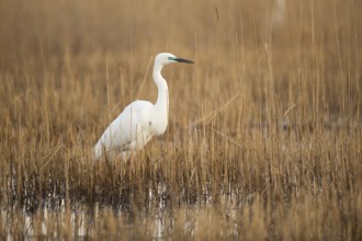 Great White Egret (Casmerodius albus)
