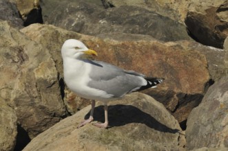 Herring Gull (Larus argentatus)