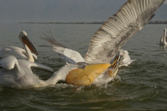 Dalmatian pelicans (Pelecanus crispus)