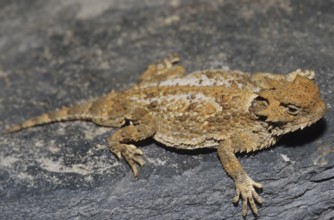 Toad lizard (Phrynosoma sp.)