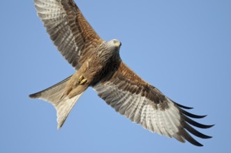 Red kite (Milvus milvus)