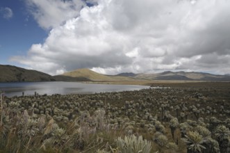 Frailejones (Espeletia pycnophylla)