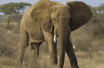 Excited African elephant with penis (Loxodonta africana)