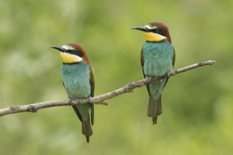 Bee-eater (Merops apiaster)