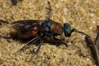 Sand gold wasp (Hedychrum nobile)
