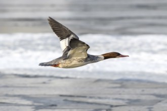 Goosander - female (Mergus merganser)