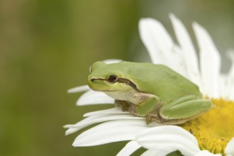 Mediterranean tree frog on daisy flower (Hyla meridionalis)