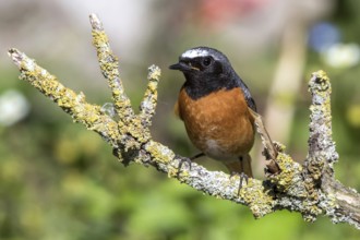 Common redstart - male on a branch (Phoenicurus phoenicurus)