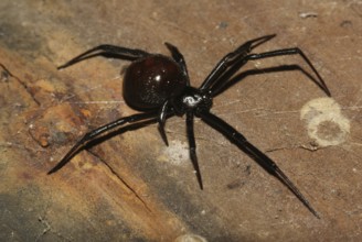 Black widow (Latrodectus mactans)