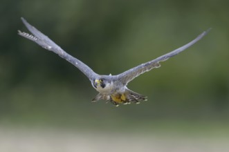 Peregrine falcon (Falco peregrinus)