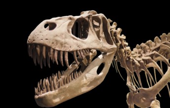 Tyrannosaurus Rex skeleton on black isolated background