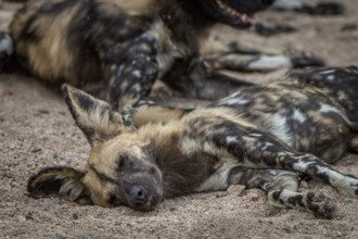 An African wild dog sleeping in the Sabi Sand Game Reserve, South Africa, Africa