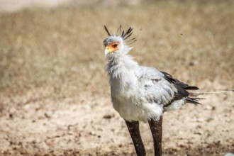 Secretary bird in the grass in the Kgalagadi Transfrontier Park, South Africa, Africa