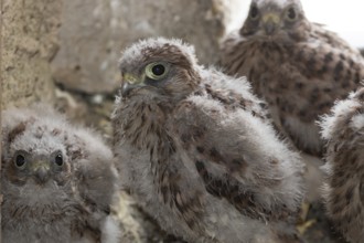 Kestrel (Falco tinnunculus)