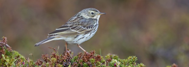 Meadow Pipit, (Anthus pratensis), Pipit farlouse, Bisbita Común, animals, birds, family of stilts