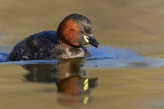 Little grebe, (Tachybaptus ruficollis), (Podiceps ruficollis), animals, birds, grebe family, swims