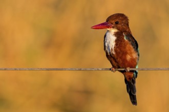 Brown kingfisher, (Halcyon smyrnensis), kingfisher, animals, birds, kingfisher family, Lahavot