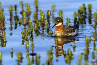 Odin's chicken, (Phalaropus lobatus), swims in the water, wading bird, Varanger, Finnmark, Norway,