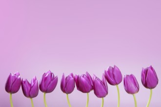 Pink tulips flowers in a row group line arrangement on pink background