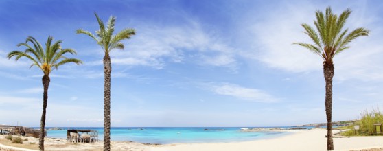 Els Pujols formentera beach with turquoise water and palm trees in balearic islands