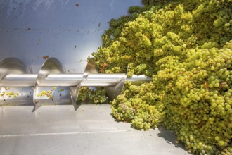 Chardonnay corkscrew crusher destemmer in winemaking with grapes
