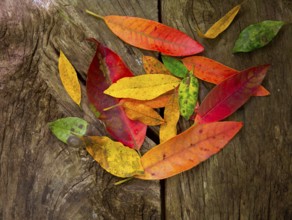Autumn fall red golden dried leaves over aged wood