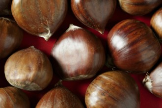 Chestnuts macro texture over red studio background