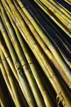 River green cane harvest texture pattern background in Valencia Parc de Turia of Spain