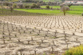 Rows of pruned bare grape vines in early spring, prepared for upcoming budding