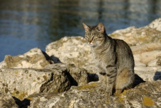 Tiger cat in Lagos, Algarve, Portugal, Europe