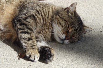Tabby farm cat resting