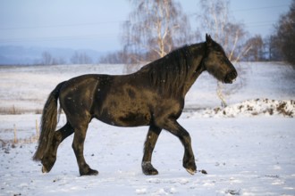 Friesian horse in winter