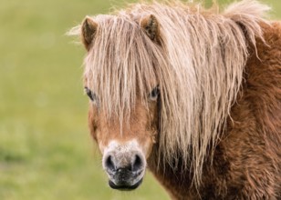 A mini horse looking straight at the camera