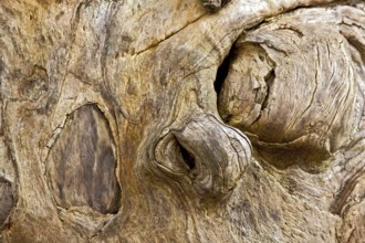 Tree face, wooden head
