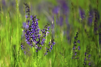 Meadow sage, Salvia pratensis, meadow sage