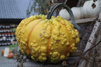 Large yellow pumpkin with warty structure, placed outdoors, borken, münsterland, germany