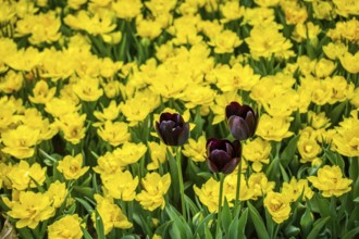 Blooming beautiful colorful natural flowers in view