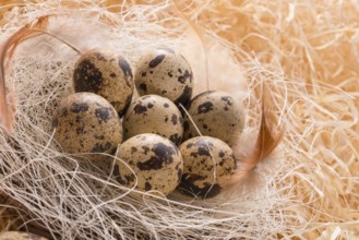 Quail's eggs