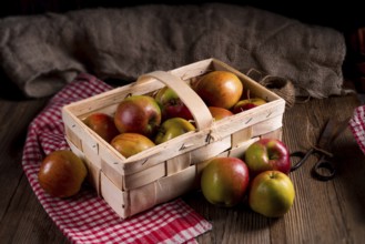 Autumn Apple