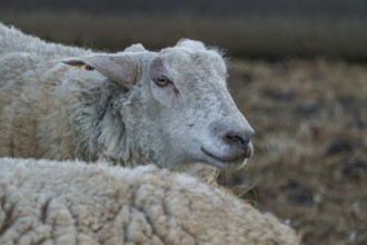 Profile view of a sheep with an attentive look in the stable, ramsdorf, münsterland, germany