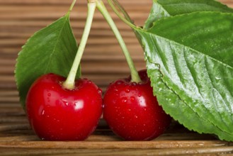 Two Cherries close up. Branch with leaves. Studio shot