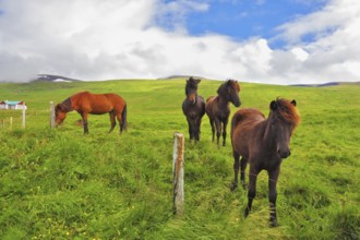 Well-groomed horses graze and play with each other in a meadow near the farm. Herd of Icelandic