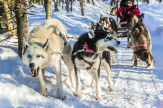 The dogs stopped for a rest. Finnish Husky Sled Dog. Great ride on sled dogs. Lapland. The winter