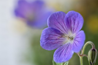 Geranium pratense, the meadow crane's-bill or meadow geranium, Geraniaceae native to Europe and