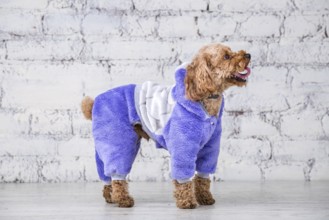 Small funny dog of brown colour with curly hair of toy poodle breed posing in clothes for dogs.