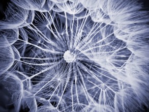 Macro of giant dandelion