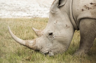 A White Rhinoceros grazing on grass at Nakuru National Park